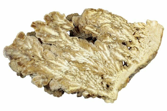 Polished Barite With Pyrite - Lubin Mine, Poland #302418